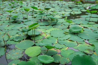 Nilüfer yaprakları gölette