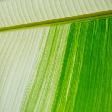 Arka plan olarak güzel muz yaprakları