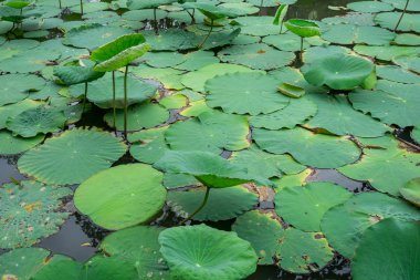 Nilüfer yaprakları gölette