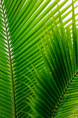 Arka plan olarak güzel yeşil yaprakları