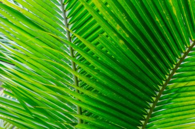 Arka plan olarak güzel yeşil yaprakları