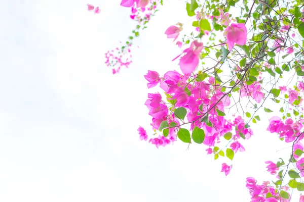 Rosa bougainvillea blommar och vit bakgrund — Stockfoto