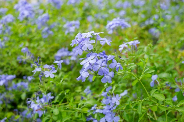 Vacker himmel blå cape leadwort — Stockfoto