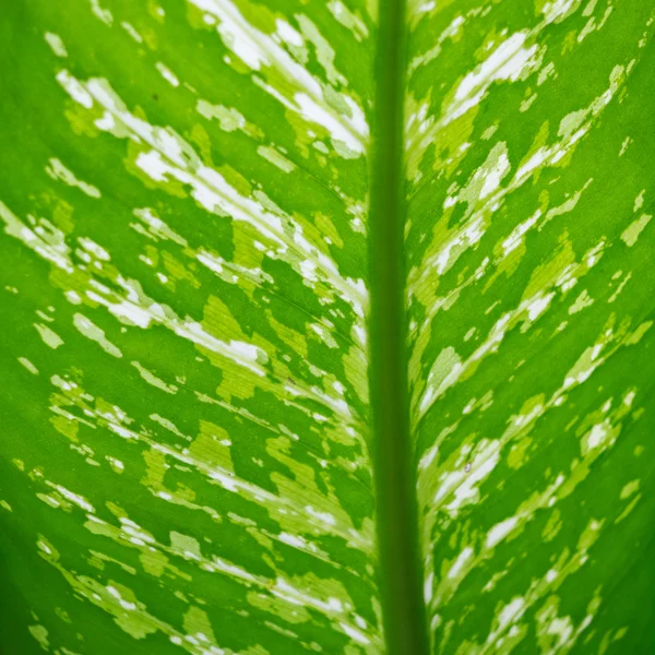 Prachtige groene bladeren als achtergrond — Stockfoto