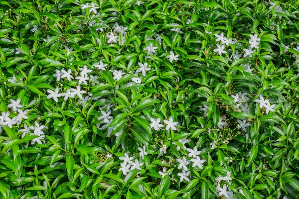 Jasmim flores arbusto como fundo — Fotografia de Stock