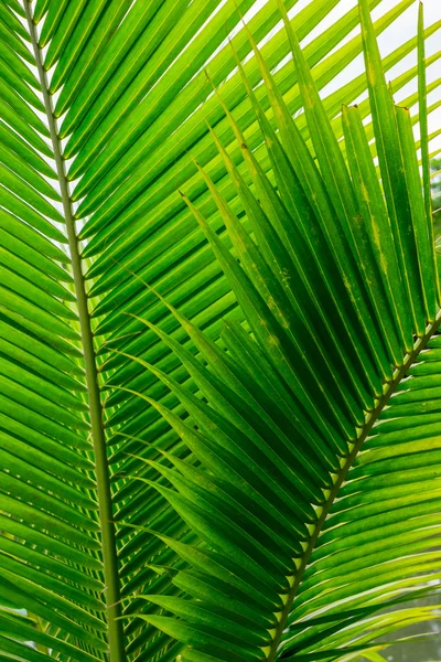 Lindas folhas verdes como fundo — Fotografia de Stock