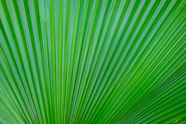 Hermosas hojas verdes como fondo — Foto de Stock