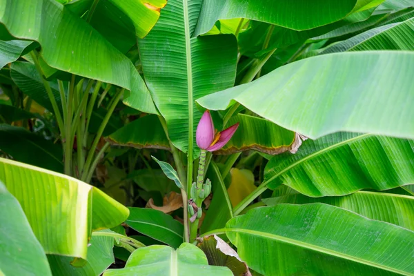 Bela árvore de banana de lótus rosa — Fotografia de Stock