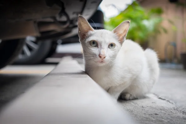 Streunende Katze sitzt hinter Auto — Stockfoto