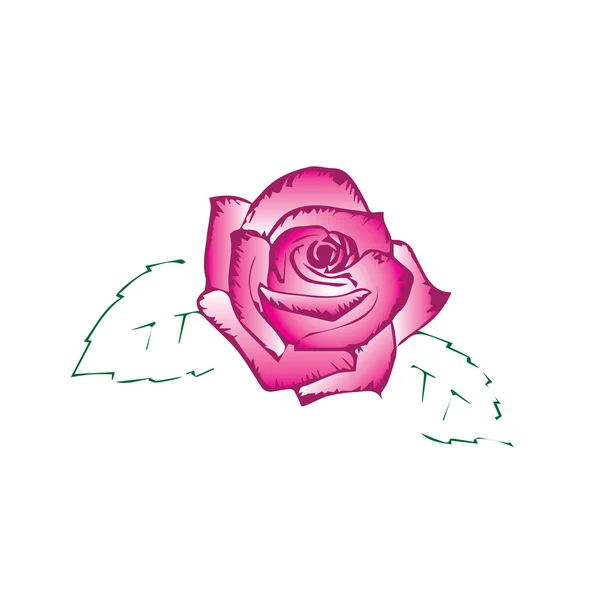 Rosa rosa boceto — Vector de stock