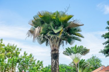 Palmiye ağacı ve mavi gökyüzü