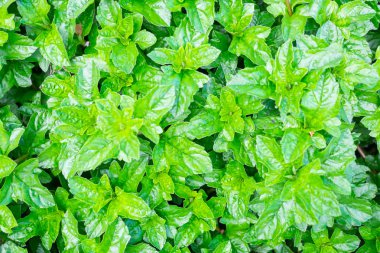 Arka plan olarak güzel yeşil yaprakları