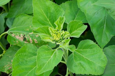 Yaz aylarında çiçek açan genç ayçiçeği