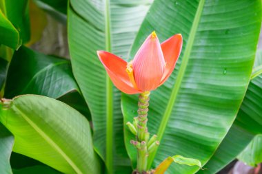 Güzel pembe lotus muz ağacı