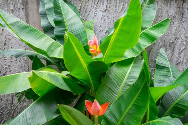 Güzel pembe lotus muz ağacı