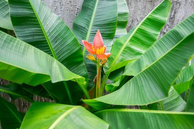 Güzel pembe lotus muz ağacı