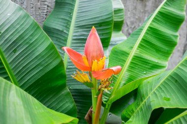 Güzel pembe lotus muz ağacı