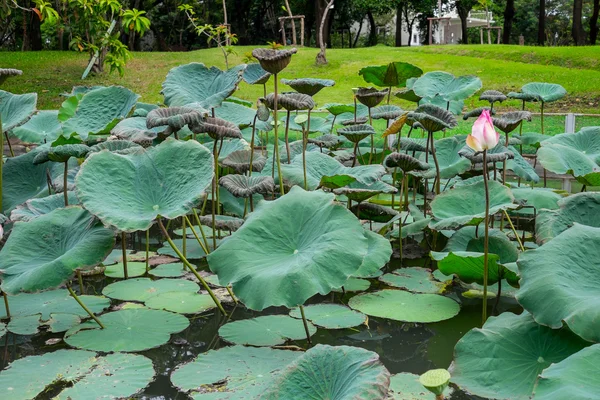 Lotus leaves in the pond — Stock Photo, Image