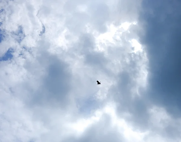 Zilverreiger vogel met het vliegen in de lucht — Stockfoto