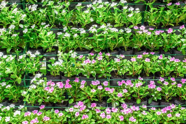 Kleurrijke bloem muur in het park — Stockfoto