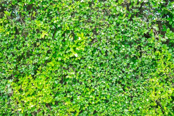 duvarda arka plan olarak bitki