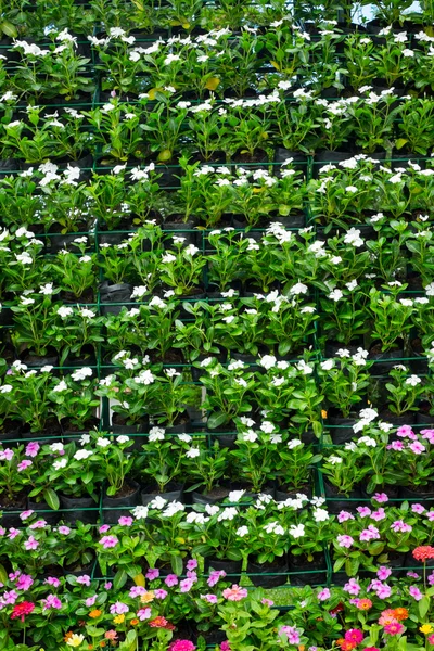 Kleurrijke bloem muur in het park — Stockfoto