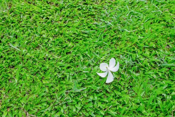 Grama verde e flor branca — Fotografia de Stock