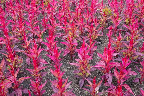 Belle foglie rosse come sfondo — Foto Stock