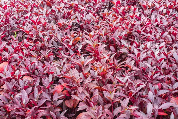Beatiful foglie rosse come sfondo — Foto Stock