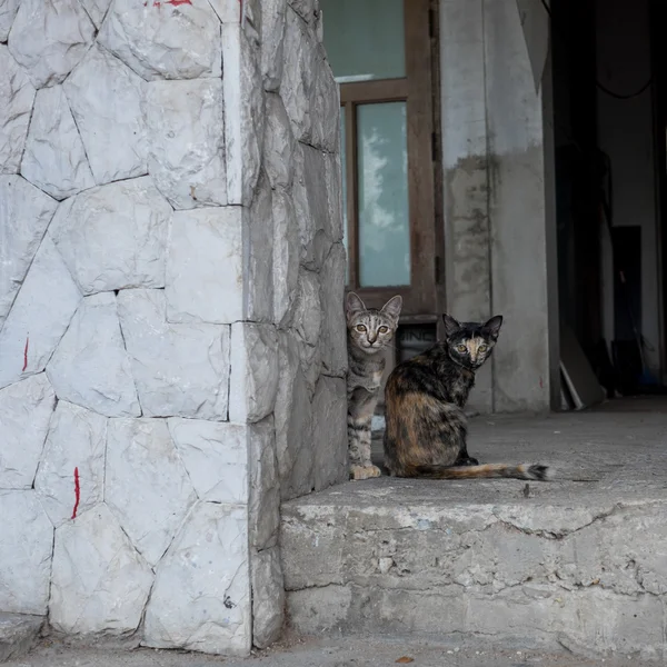 Eski evinde sokak kedileri