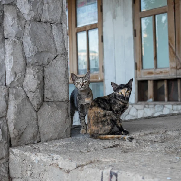 Terk evde yolunu yitirmek kedi