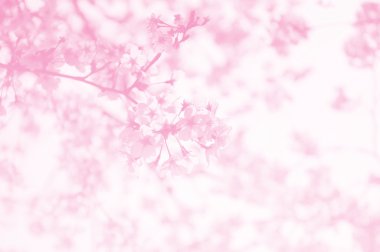 Sakura pembe arka plan olarak