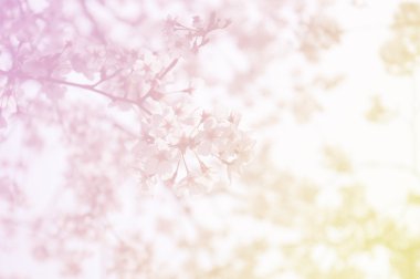 Sakura çiçek tatlı renk üzerinde yumuşak odak