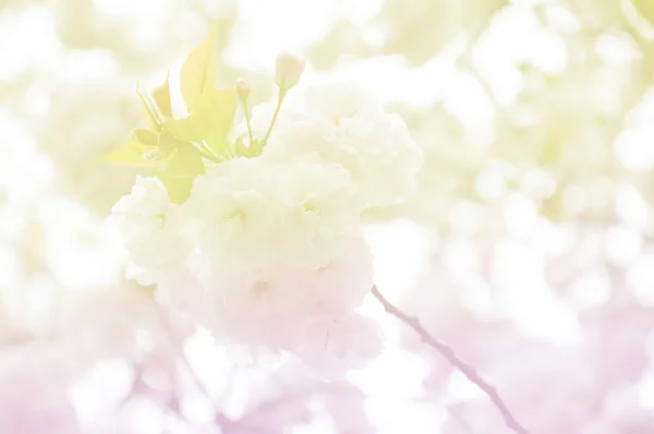Mjukt fokus av sakura blomma på söt färg — Stockfoto