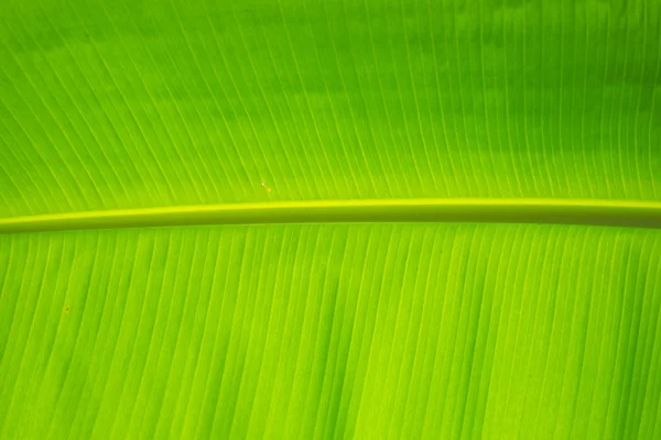 Gyönyörű banánlevél háttereként — Stock Fotó