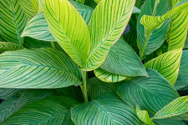 Canna Lily bladeren — Stockfoto