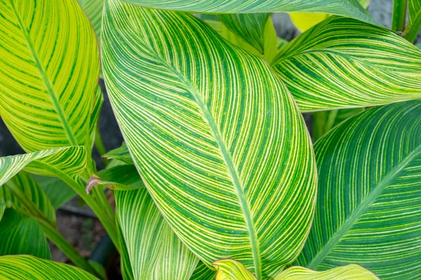 Canna Lily bladeren — Stockfoto