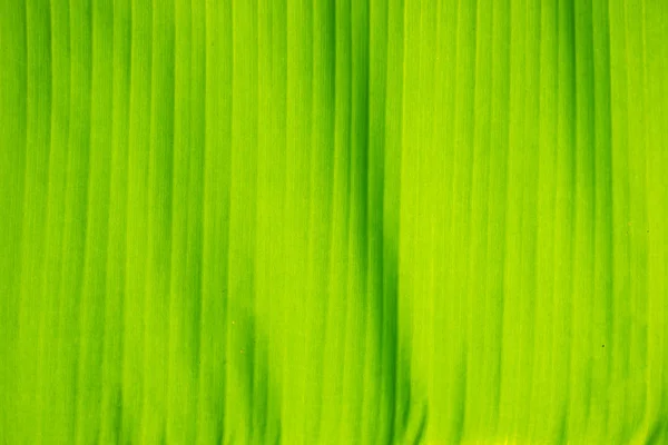 Schöne Bananenblätter als Hintergrund — Stockfoto