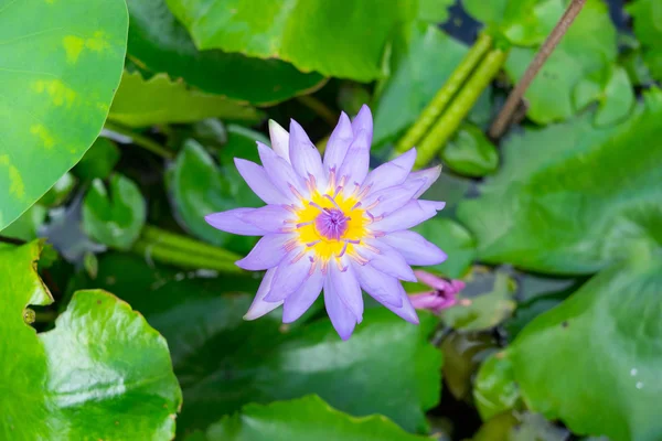 Purple lotus blooming in the sunshine — Stock Photo, Image