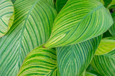 Canna Lily yaprakları