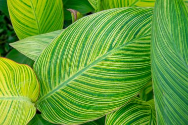 Canna Lily yaprakları