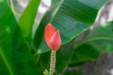 Güzel pembe lotus muz ağacı