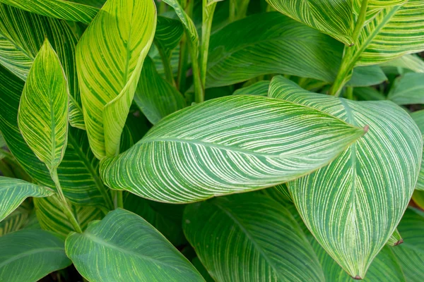 Canna Lily liści — Zdjęcie stockowe