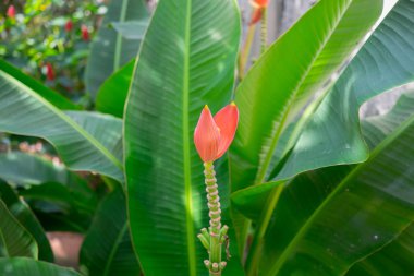 Güzel pembe lotus muz ağacı