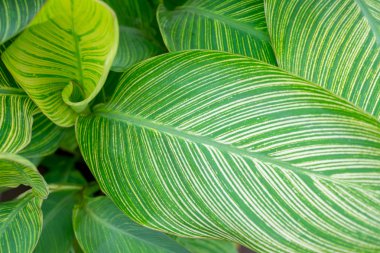 Canna Lily yaprakları