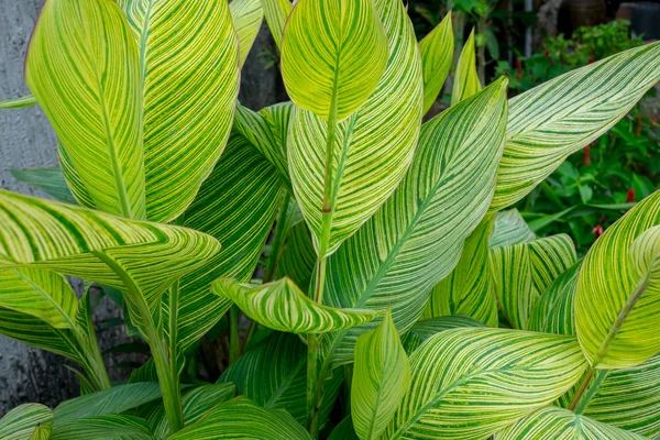 Canna Lily folhas — Fotografia de Stock