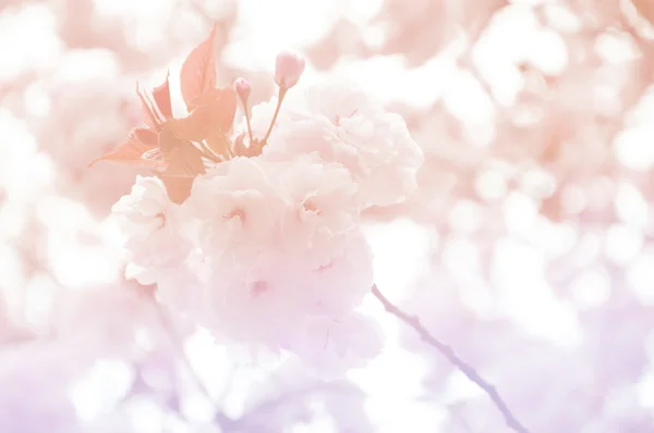 Mjukt fokus av sakura blomma på söta färg - orange och lila — Stockfoto