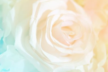 Gül çiçek tatlı renk üzerinde yumuşak odak