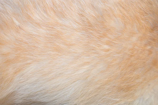 Textura de pele de cão — Fotografia de Stock