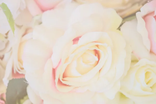 Soft focus of roses flower on sweet color — Stock Photo, Image